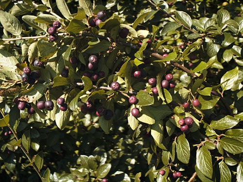 Cotoneaster acutifolius (Spitzblättrige Zwergmispel)​