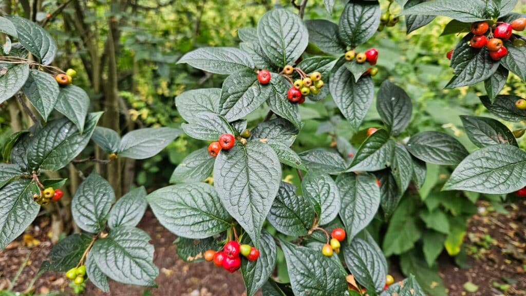 Cotoneaster bullatus (Blasen-Felsenbirne)