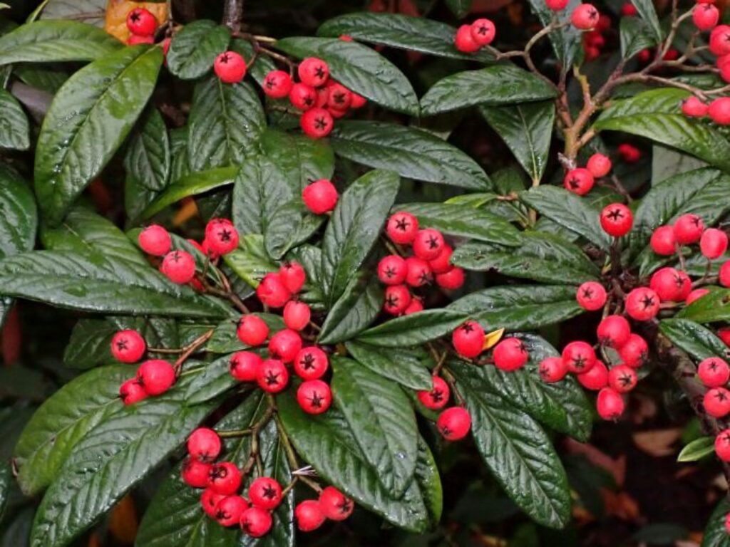 Cotoneaster salicifolius, Weidenblättrige Zwergmispel​