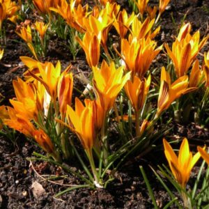 Safran Crocus angustifolius