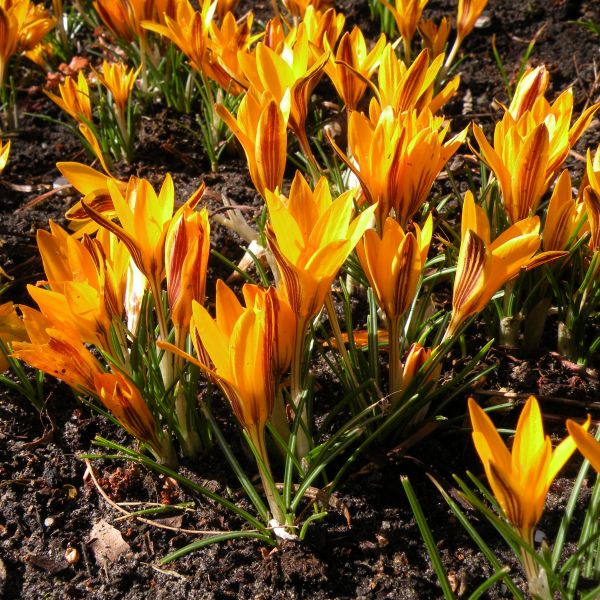 Safran Crocus angustifolius