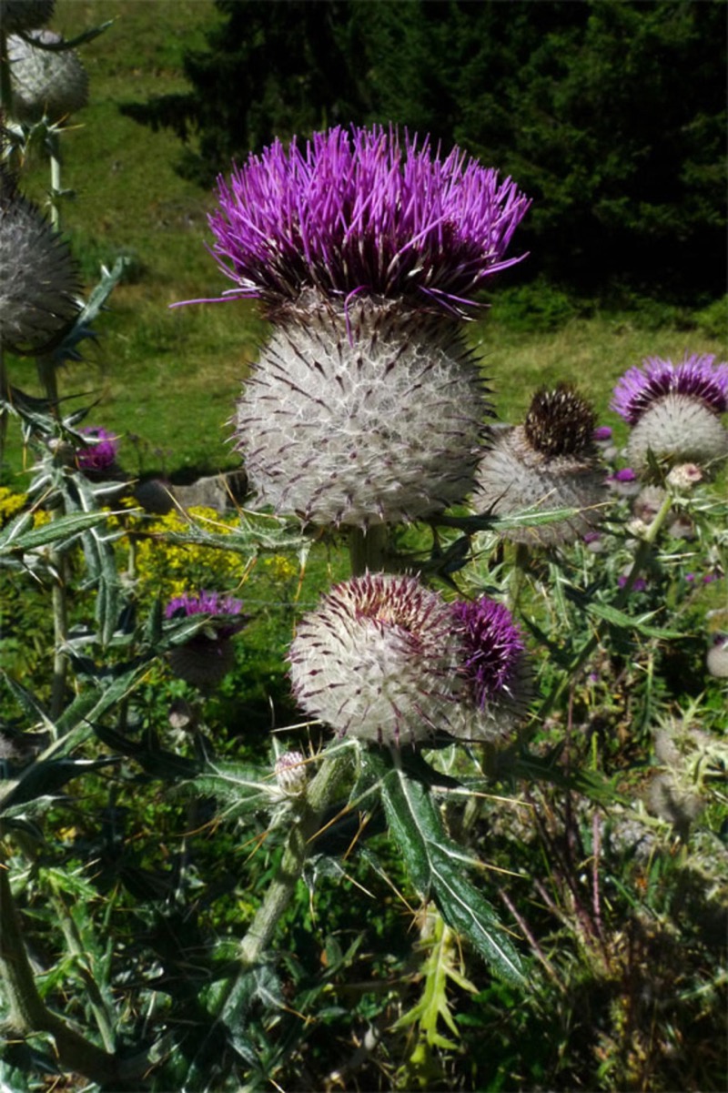 Wollkopf-Kratzdistel (Cirsium eriophorum) — großes kugeliges Blütenköpfchen mit weiß-wolligen Hüllblättern