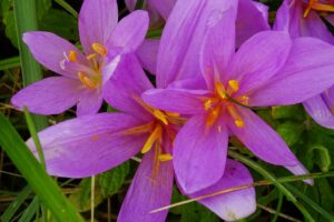 Herbstzeitlose (Colchicum autumnale) — kräftig violette Blüten mit gelben und orangefarbenen Staubbeuteln zwischen Grashalmen