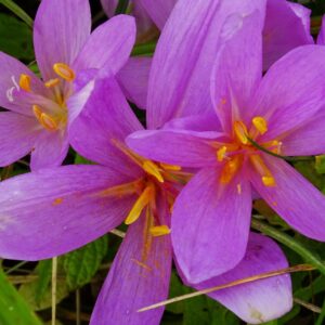 Herbstzeitlose (Colchicum autumnale) — kräftig violette Blüten mit gelben und orangefarbenen Staubbeuteln zwischen Grashalmen