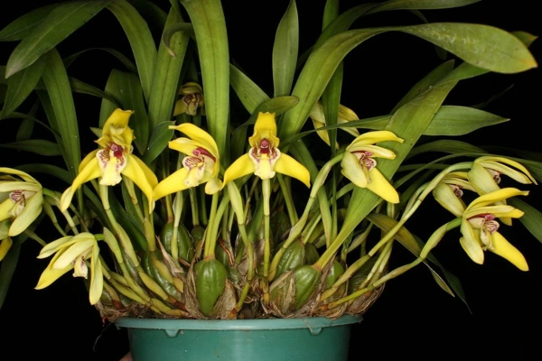 Maxillaria Porphyrostele