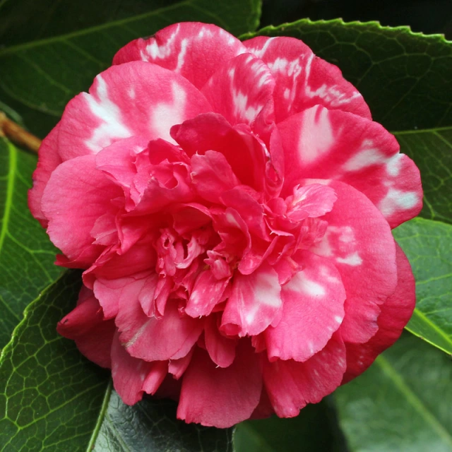 Japanische Kamelie 'Daikagura' — hellrosa, halbgefüllte Blüte mit weißen Flecken