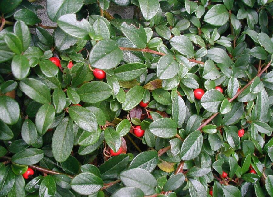 Cotoneaster dammeri (Teppich-Zwergmispel)