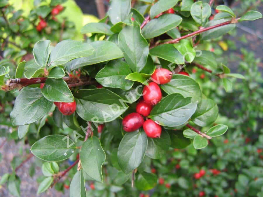 Cotoneaster dielsianus, Diels-Zwergmispel​