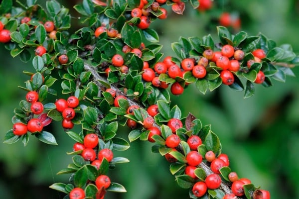 Cotoneaster horizontalis, Fächermispel