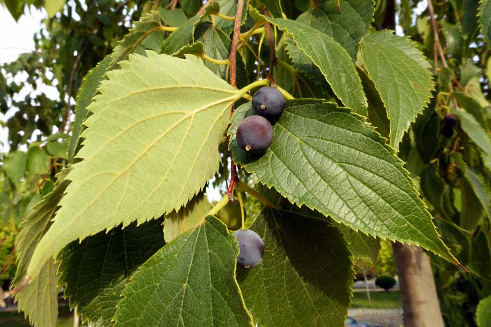 Südlicher Zürgelbaum (Celtis australis)​