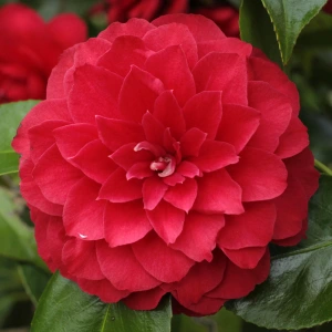 Japanische Kamelie 'Eximea' — rote, regelmäßig gefüllte Blüte