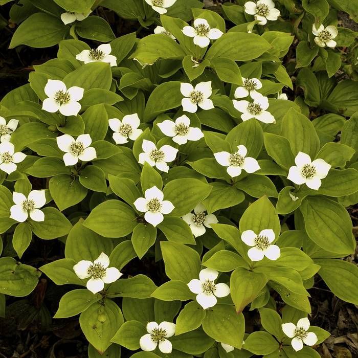 Kanadischer Hartriegel (Cornus canadensis)​