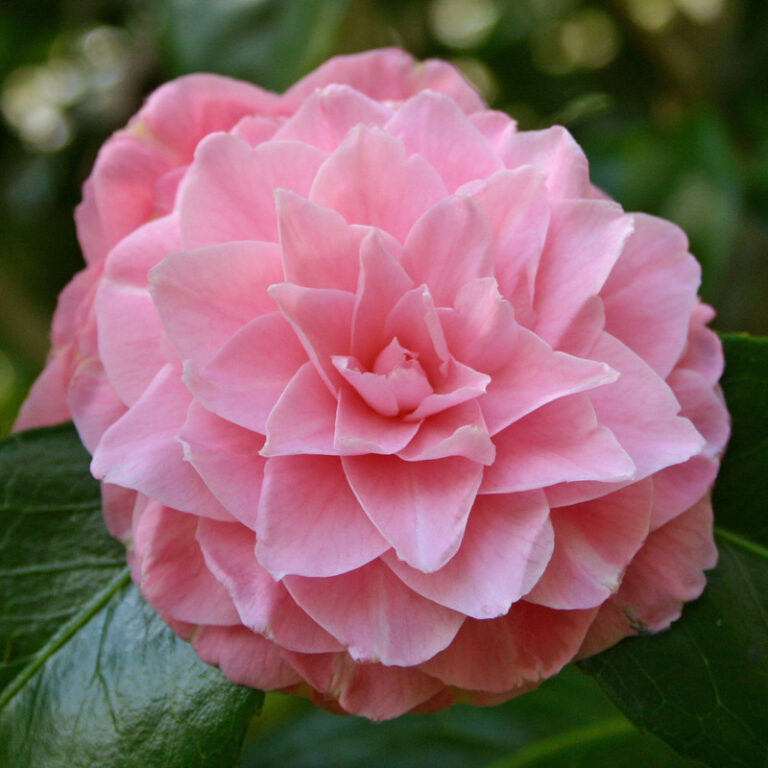Japanische Kamelie 'Frau Minna Seidel' — zartrosa, gefüllte Blüte