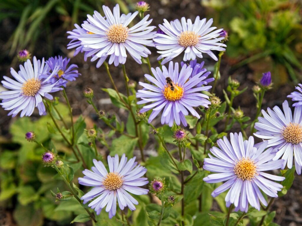 Astern Frühwunder: Frühe Blüte bei Aussaat im Februar.