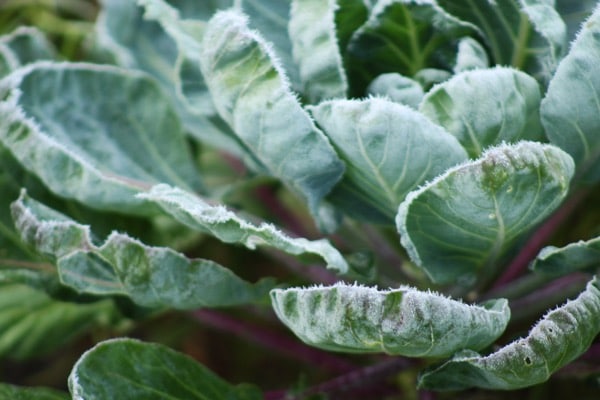 Frost auf Kohl im Garten