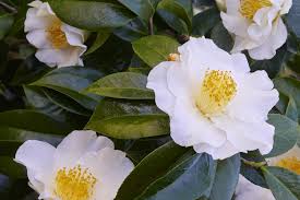 Japanische Kamelie 'Silver Waves' — weiße, halbgefüllte Großblüte mit gelben Staubgefäßen