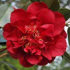 Japanische Kamelie 'Bob Hope' — dunkelrote, halbgefüllte Blüte