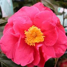 Japanische Kamelie 'Guilio Nuccio' — rote, halbgefüllte Großblüte