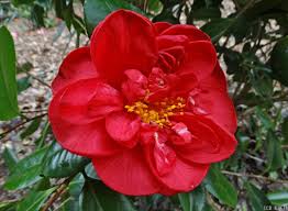Japanische Kamelie 'Scarlet Glory' — scharlachrote, halbgefüllte Blüte