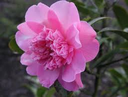 Williamsii-Hybride 'Ballet Queen' — lachsrosa, unregelmäßig gefüllte Blüte
