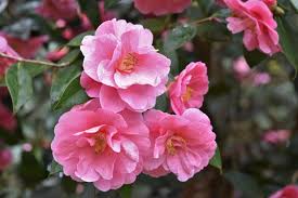Williamsii-Hybride 'Donation' — rosa, halbgefüllte Blüte mit dunkleren Adern