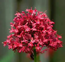 Spornblume (Centranthus)​
