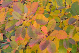Essigbaum in Herbstfärbung