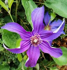 Ganzblättrige Waldrebe (Clematis integrifolia)​