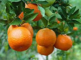 Mandarine Ponkan