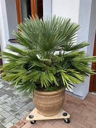 Zwergpalme (Chamaerops humilis)​