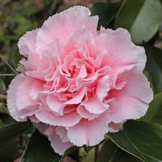 Japanische Kamelie 'Hawaii' — rosa, unregelmäßig gefüllte Blüte mit gewellten Blütenblättern