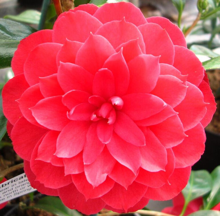 Japanische Kamelie 'Rubra' — rote, einfache Blüte mit gelben Staubgefäßen