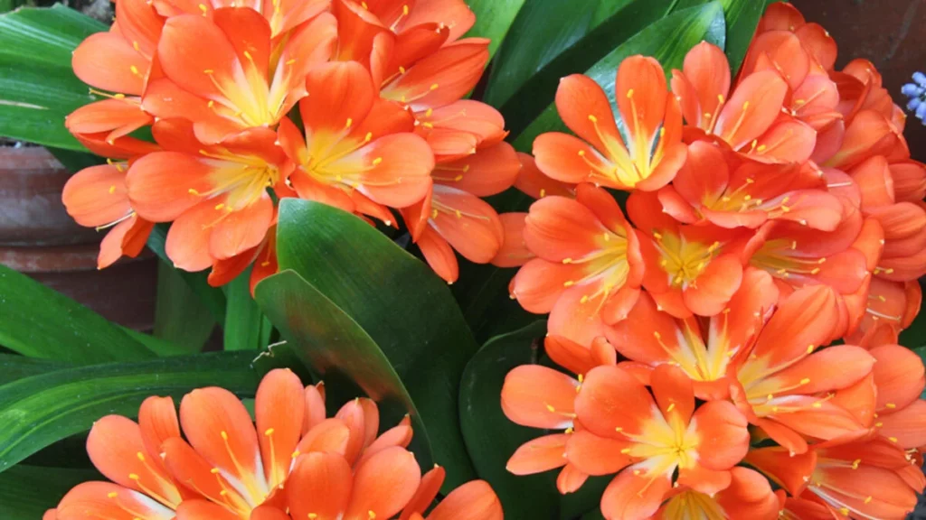 Klivie (Clivia miniata)