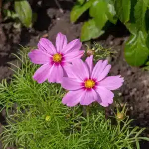 Cosmos bipinnatus (Schmuckkörbchen)
