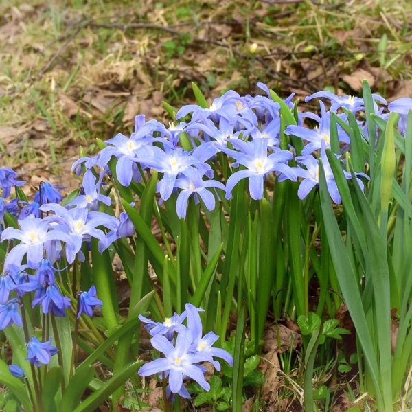 Blausternchen 'Blue Giant'