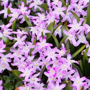 Dichter Teppich rosa Sternblüten des Blausternchens, Sorte ‚Pink Giant‘