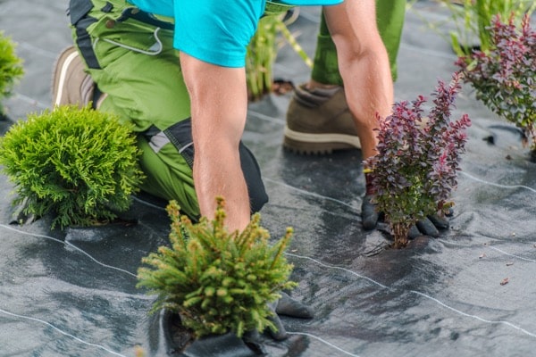Gärtner verlegt Unkrautvlies im Garten