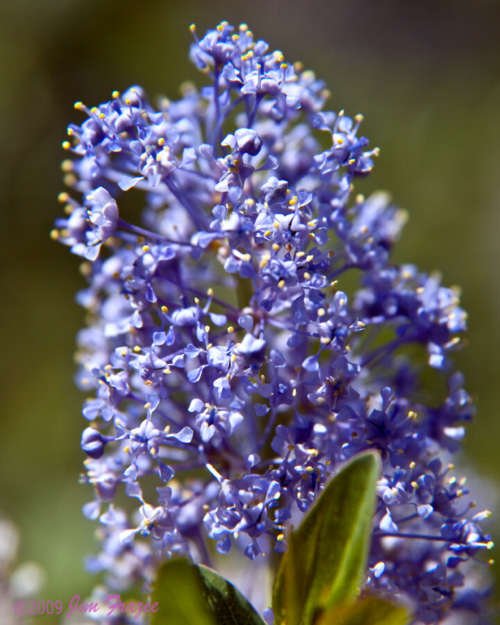 Ceanothus-Hybriden​