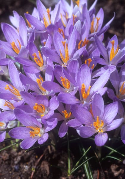 Krokus C. tommasinianus