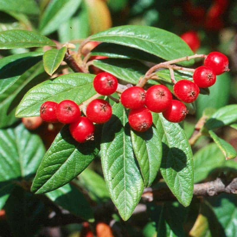 Cotoneaster-Watereri-Hybriden​