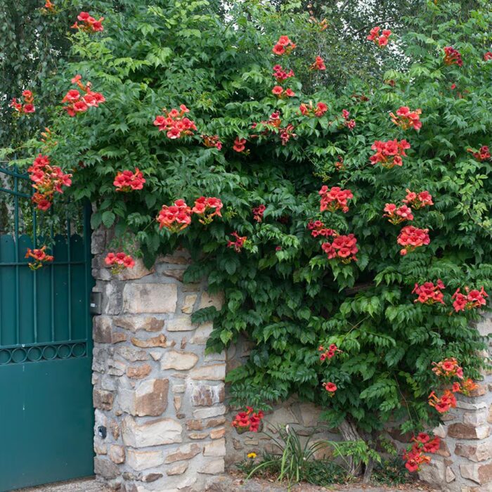 Trompetenblume Campsis × tagliabuana 'Madame Galen' mit orangeroten trompetenförmigen Blüten an einer Steinmauer