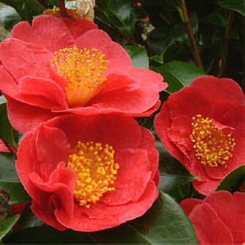 Japanische Kamelie 'Alexander Hunter' — kräftig rote, einfache Blüte