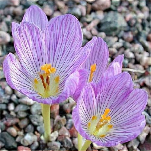Safran Crocus kotschyanus