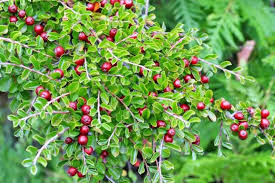 Cotoneaster adpressus (Zwergmispel, kriechend)​