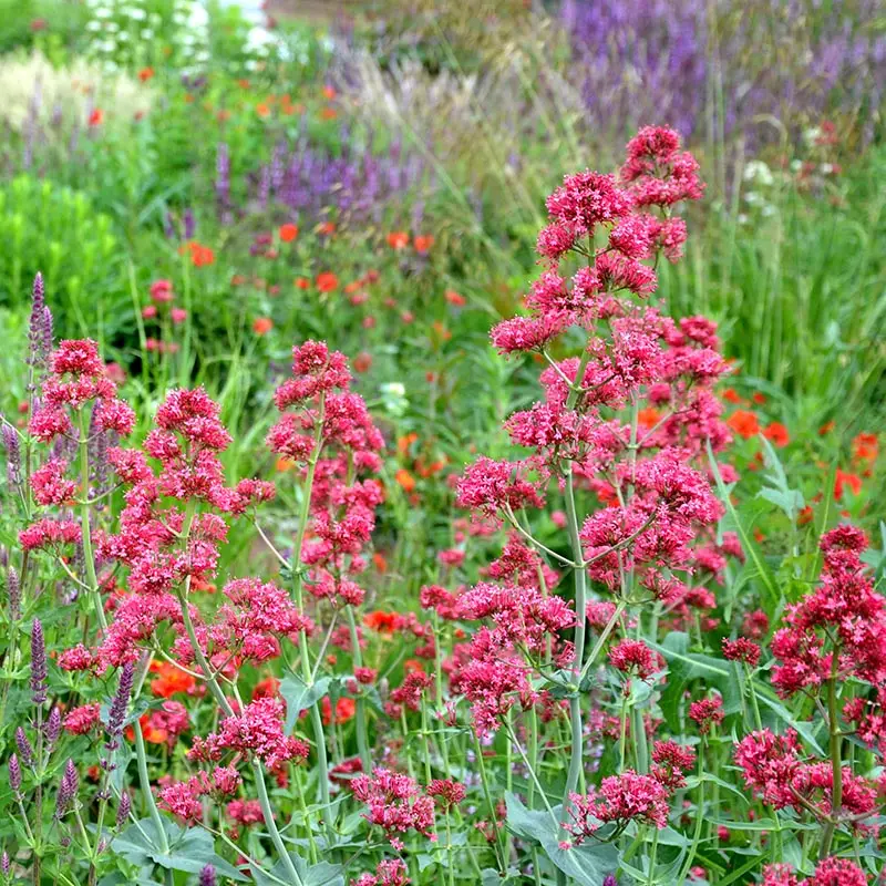 Spornblume (Centranthus)​