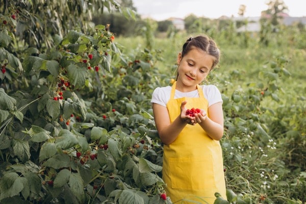 Ich entschuldige mich für den Fehler. Richtig sollte es heißen: ein lächelndes Mädchen pflückt Himbeeren in einem sonnigen Garten und trägt eine gelbe Schürze.