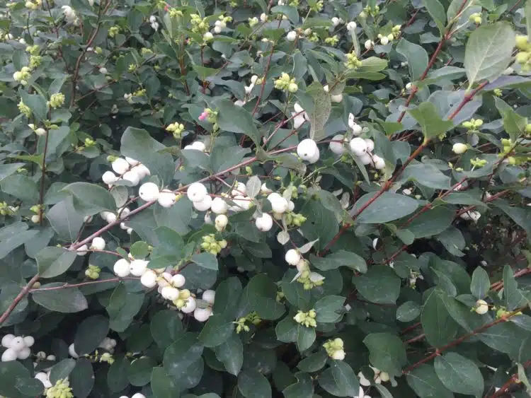 Schneebeere, Symphoricarpos albus White Hedge