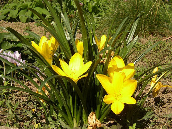 Gelbe Sternbergie (Sternbergia lutea)​