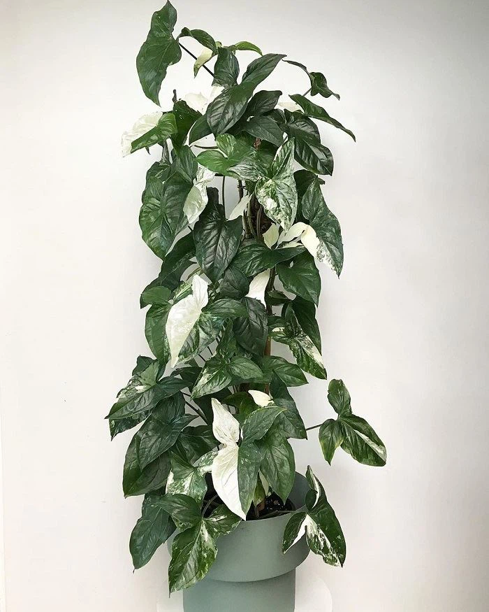 Kletternde Syngonium-Pflanze mit dunkelgrünen, weiß panaschierten Blättern