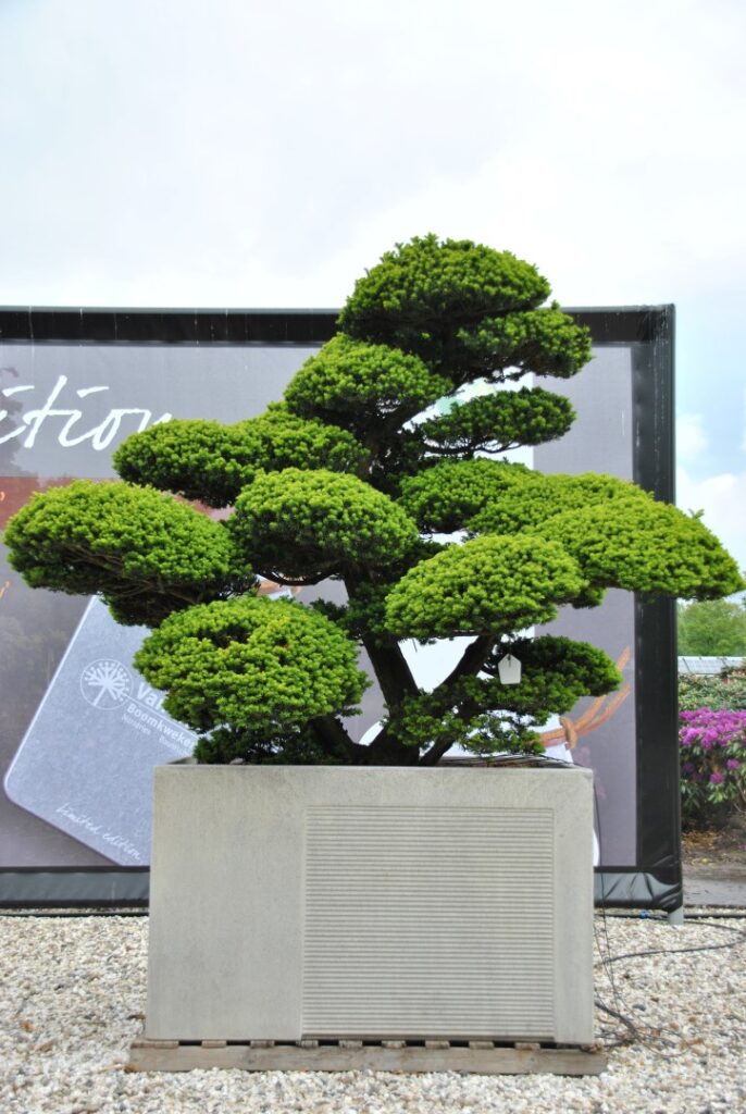 Japanische Eibe (Taxus cuspidata)​